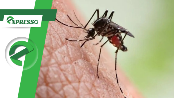 Secretaria de Saúde de MT alerta para aumento de casos de dengue em cidades do interior