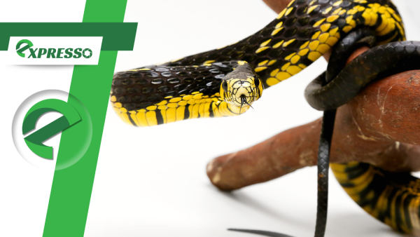 Caninana no quintal: cobra comum em áreas urbanas não oferece risco