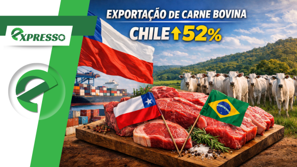 Chile amplia compras de carne bovina de MT em 52% e se torna terceiro maior mercado do estado