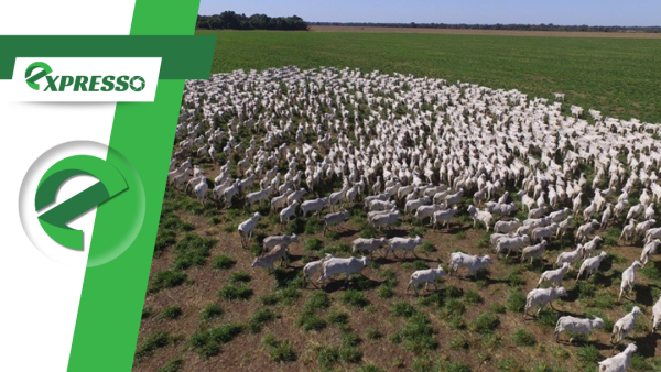Rebanho bovino de Mato Grosso tem queda de 2% em 2025 e matrizes atingem menor participação da história