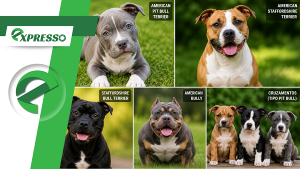 Projeto quer proibir criação e venda de cães da raça pit bull em Mato Grosso